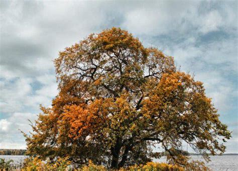 榆樹花語|榆樹的花語和傳說，代表著富裕和榆木疙瘩